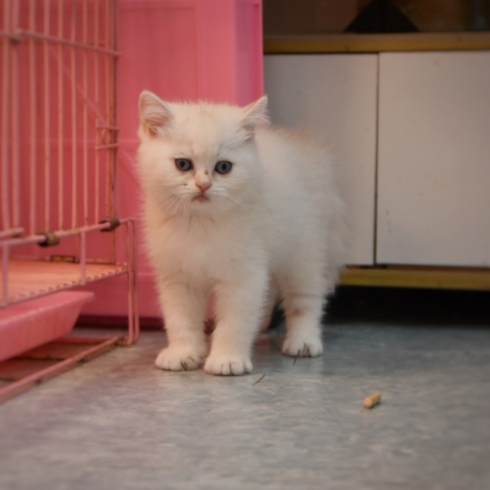 英國短毛貓  男寶寶