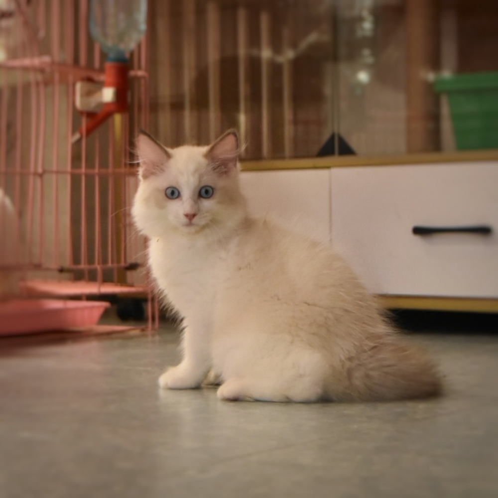 布偶 男寶寶 114