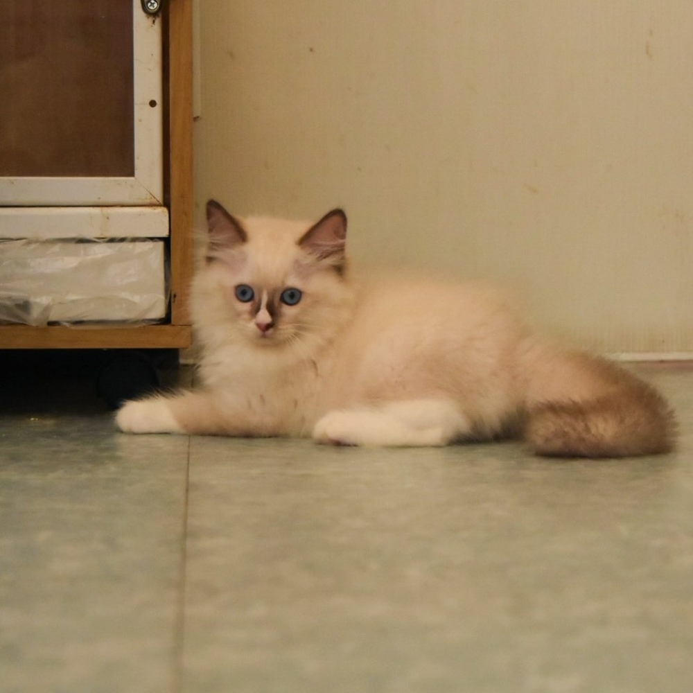 布偶 男寶寶 114