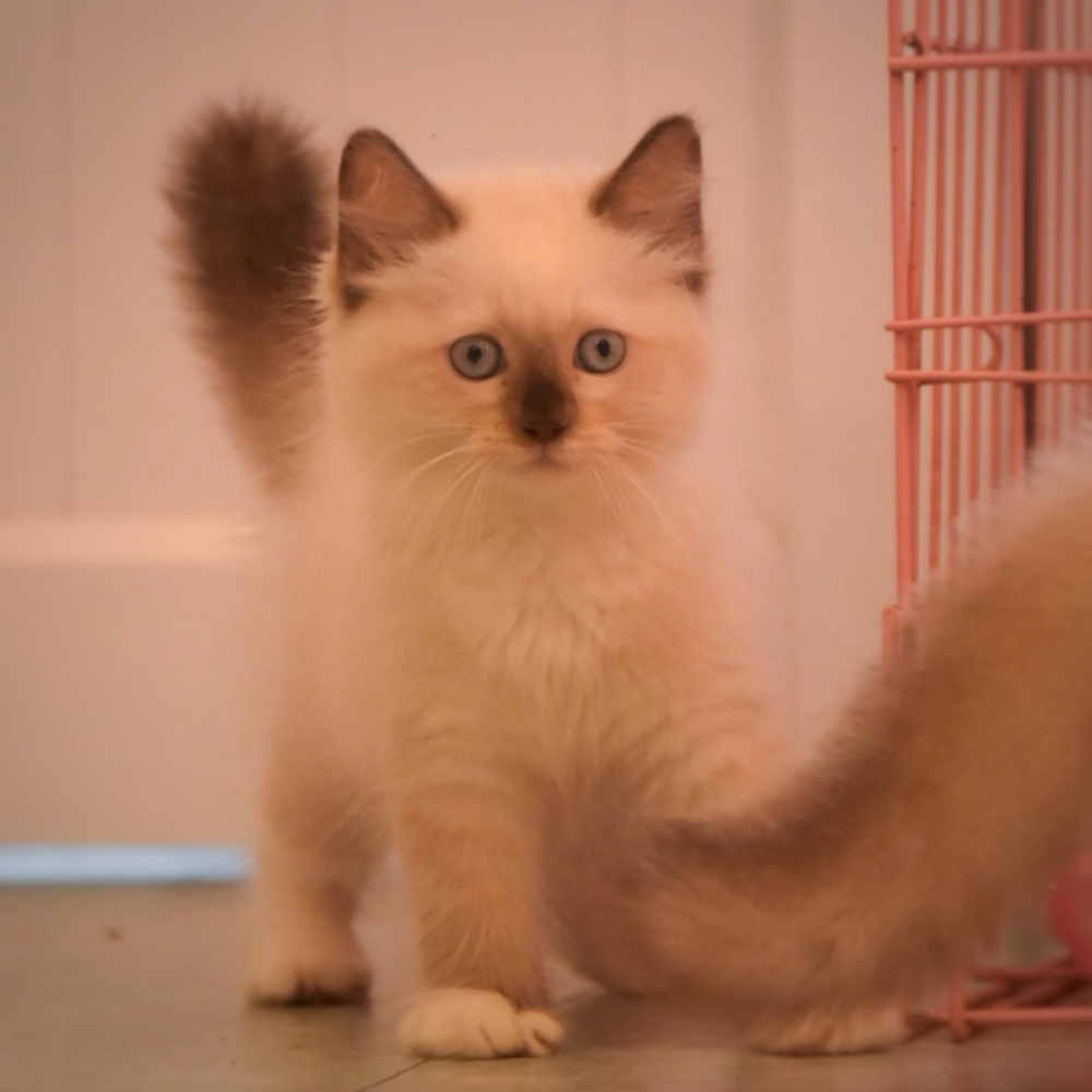 布偶 男寶寶 114