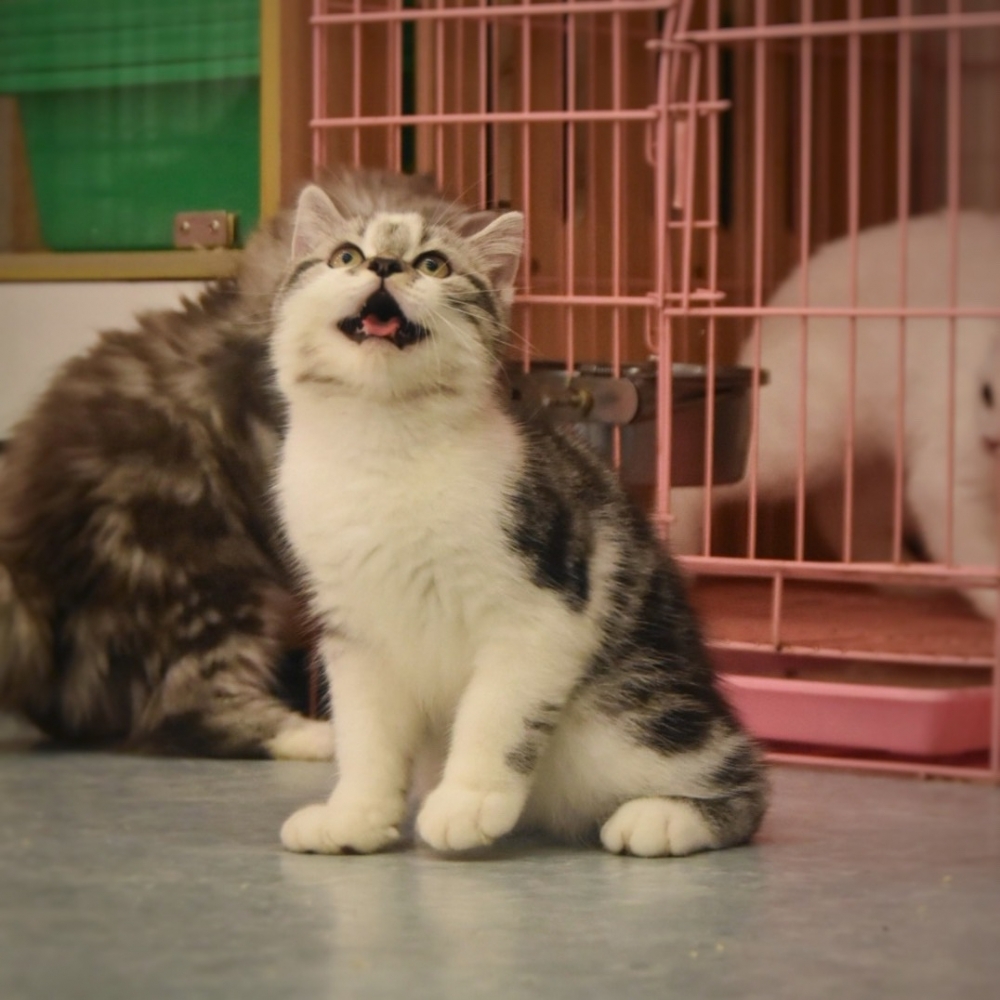 美國短毛貓 男寶寶 