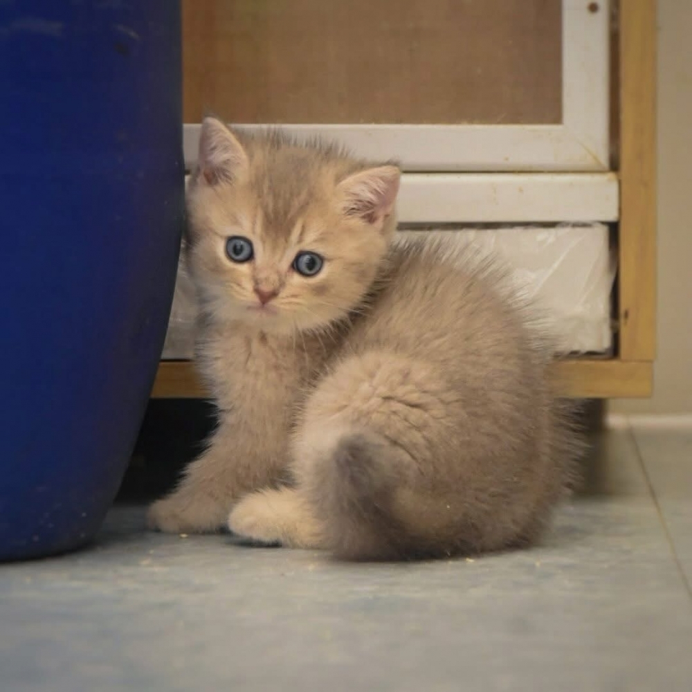 英國短毛貓 男寶寶 