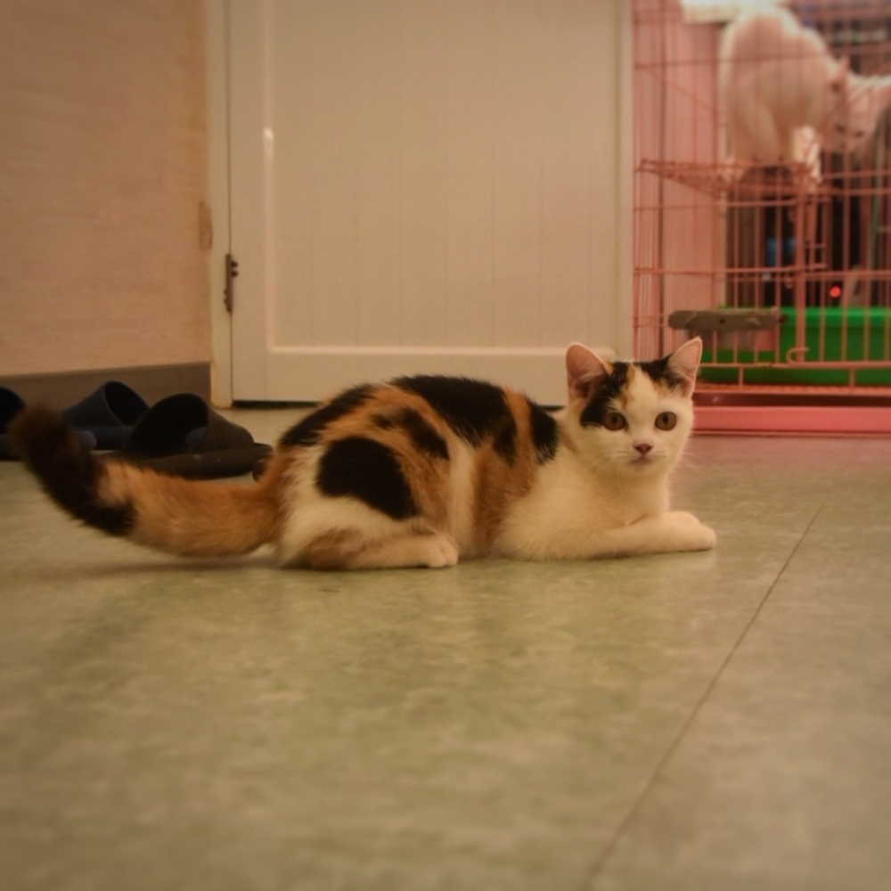 英國短毛貓 女寶寶 