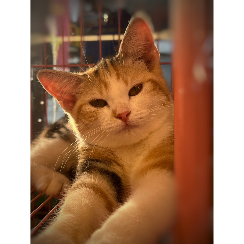 英國短毛貓 女寶寶 