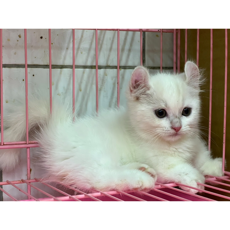 曼赤肯  捲耳 男寶