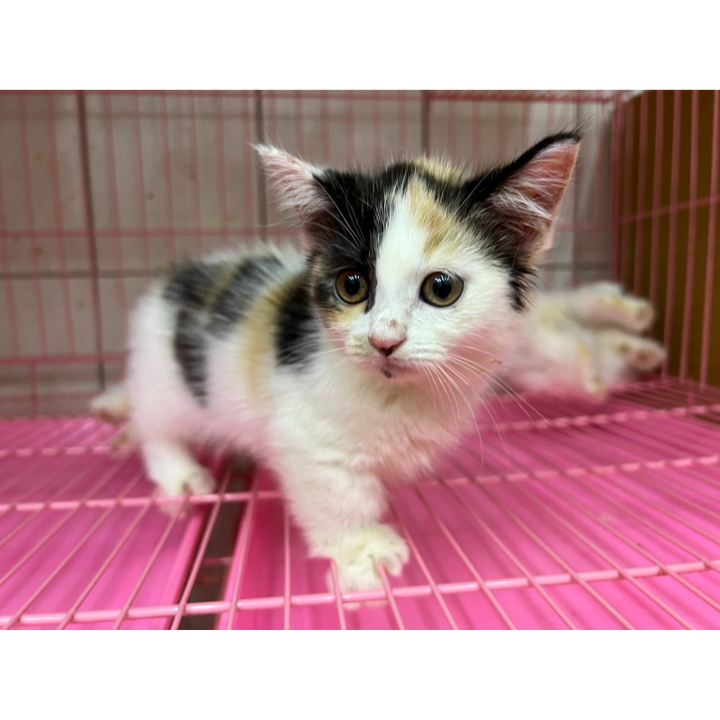 曼赤肯 三花 女寶寶