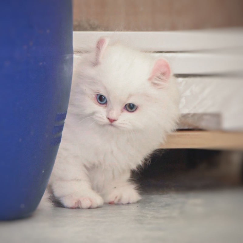 美國捲耳 長毛 異瞳