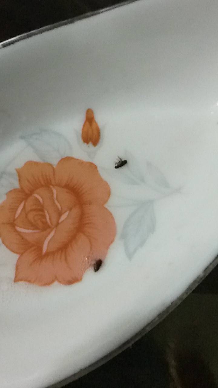 各式蟲害/楠梓除蟲/高雄除蟲公司