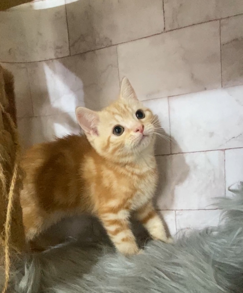 英國短毛貓 | 貓舍推薦 | 台中貓舍