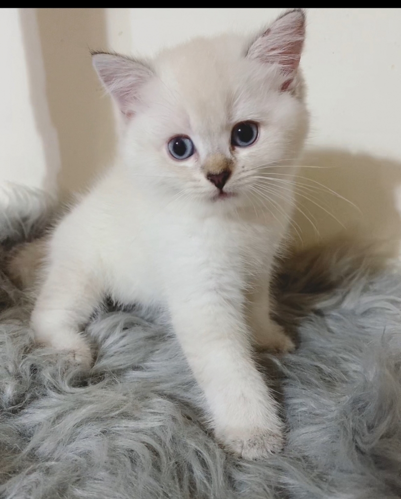 英國短毛貓 | 台中貓舍推薦 | 台中買貓