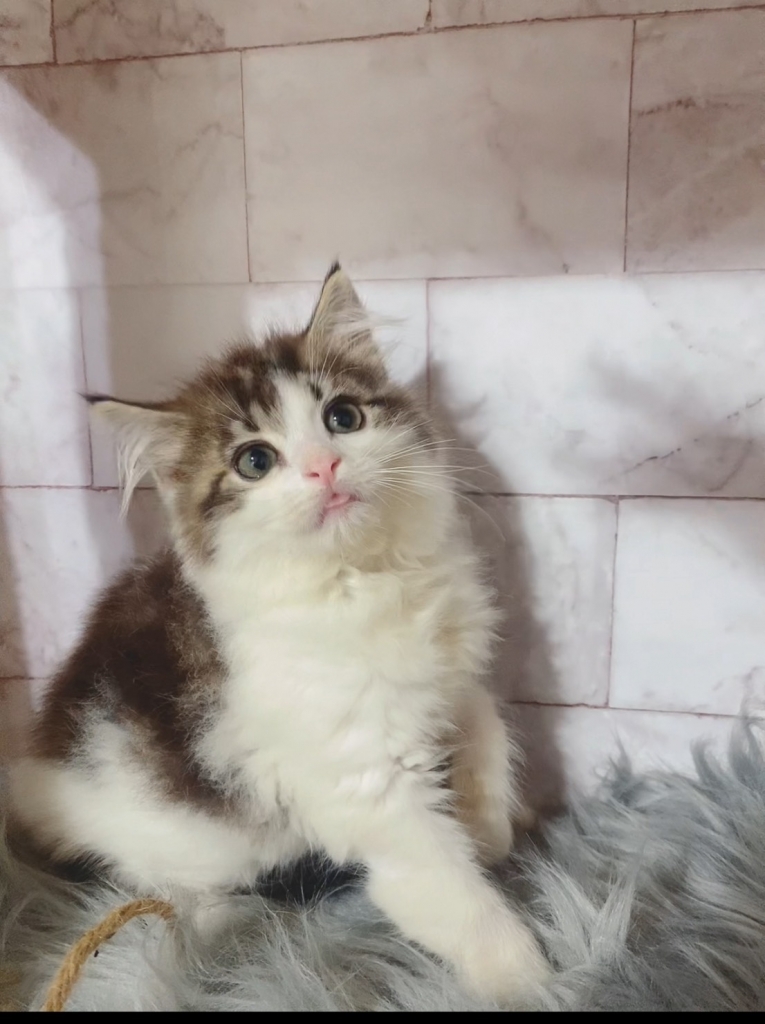 波斯貓 | 台中貓舍推薦 | 台中波斯貓