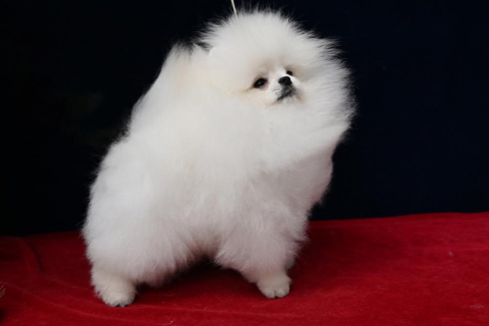 最有潛力的幼犬