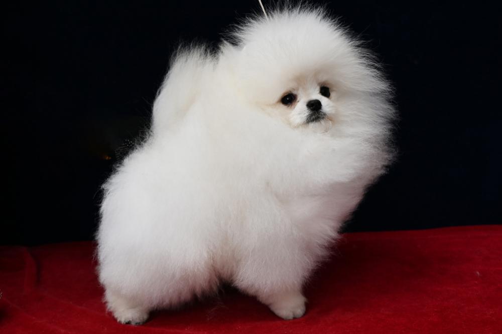 最有潛力的幼犬