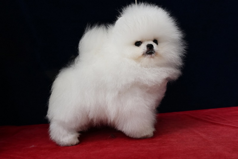 最有潛力的幼犬 | 白博美幼犬