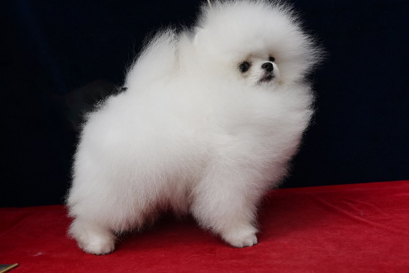 最有潛力的幼犬 | 白博美幼犬