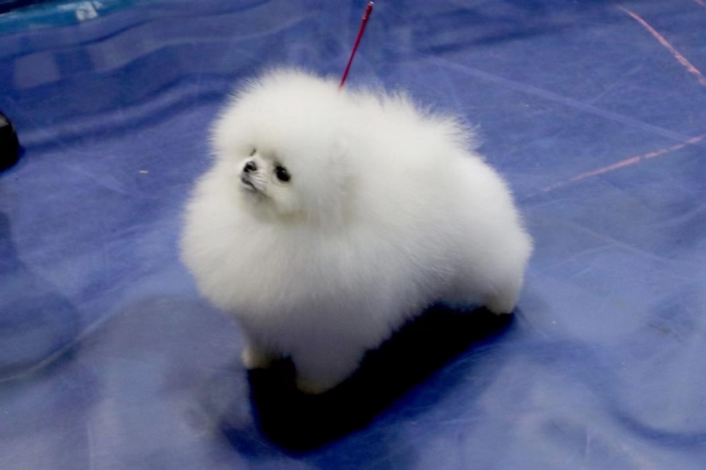 little female dog