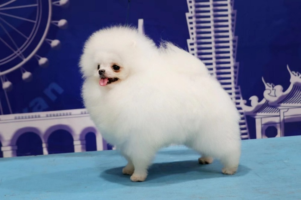little female dog