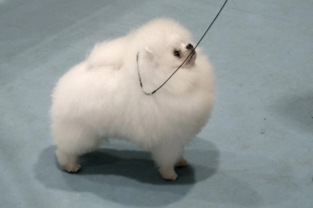 little female dog