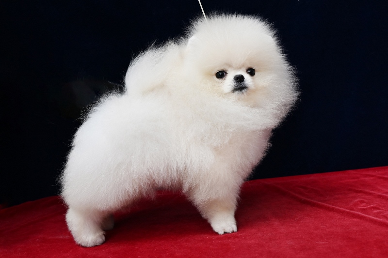 little male dog
