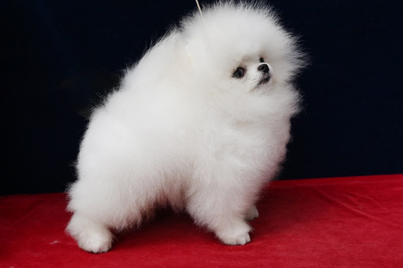 little male dog