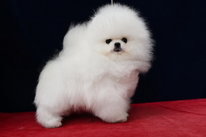 little male dog