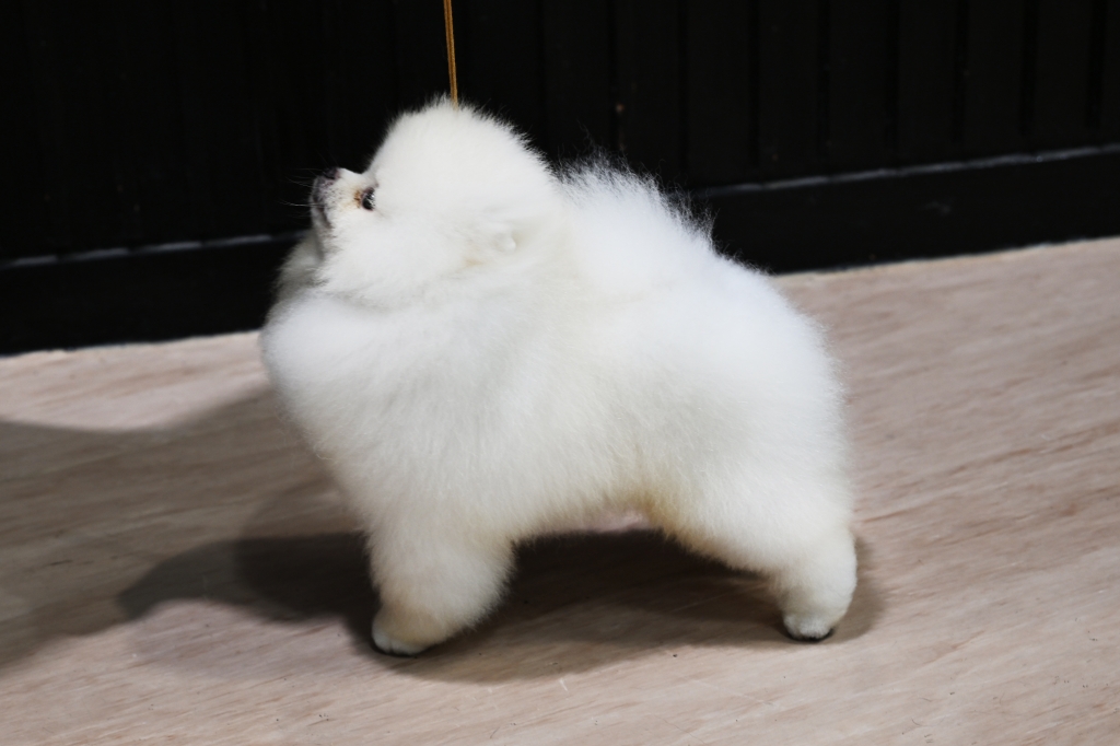 white pomeranian kennel
