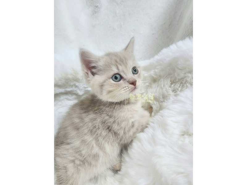 萌喵特寫系列 - 英短小奶虎