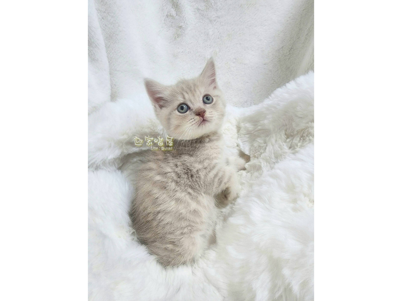 萌喵特寫系列 - 英短小奶虎