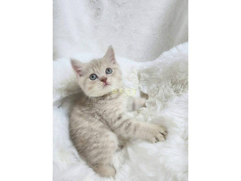 萌喵特寫系列 - 英短小奶虎