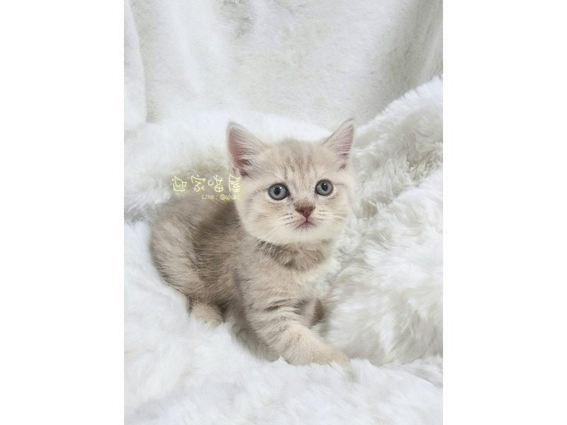 萌喵特寫系列 - 英短小奶虎