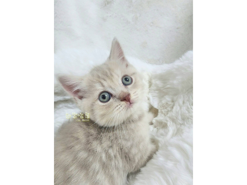 萌喵特寫系列 - 英短小奶虎