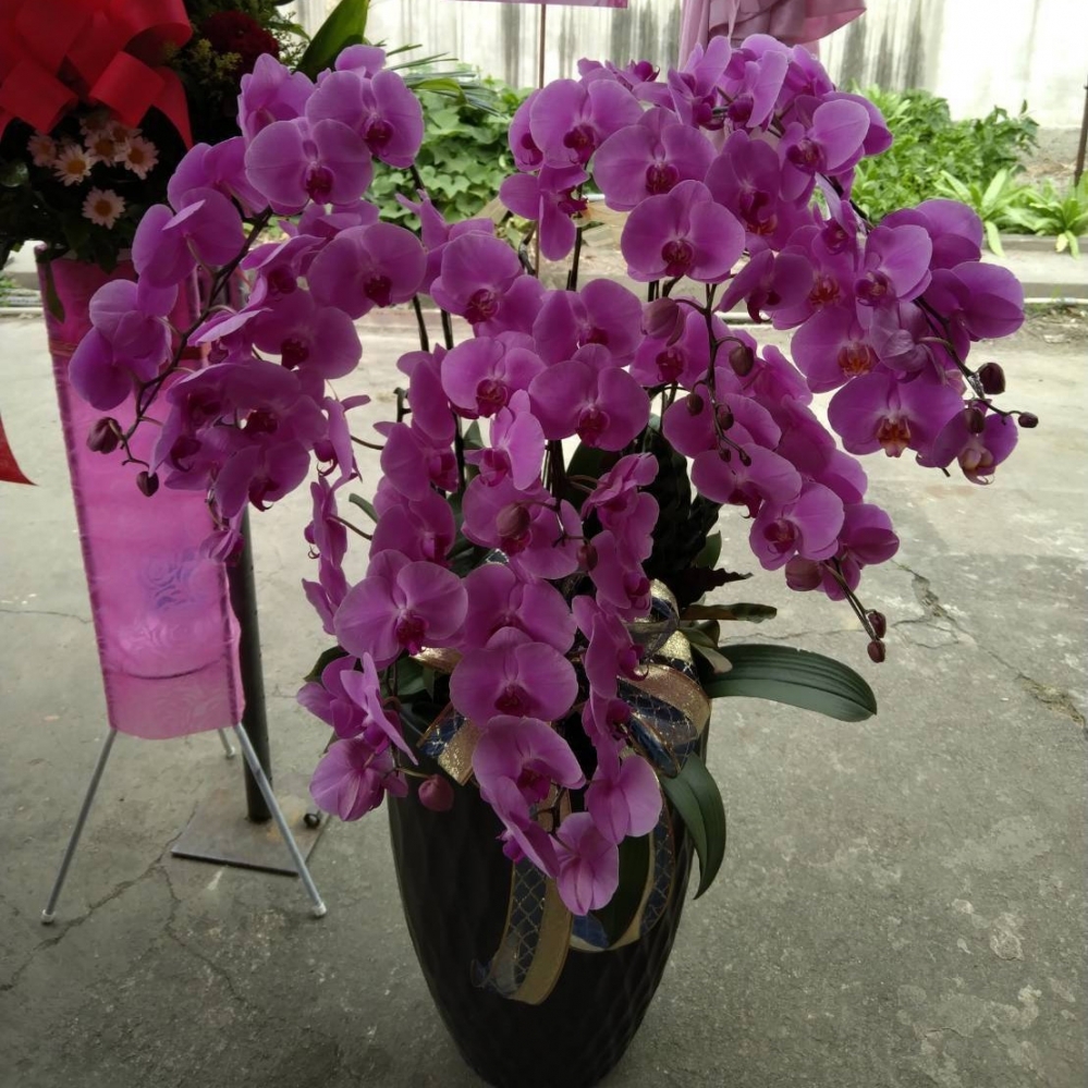 蘭花