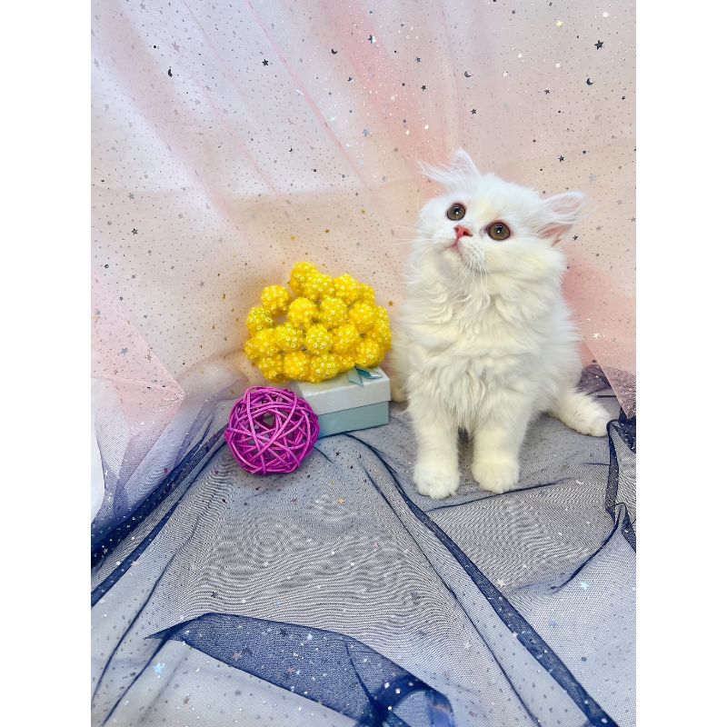 奶油乳白色英長弟弟｜台中英長貓舍