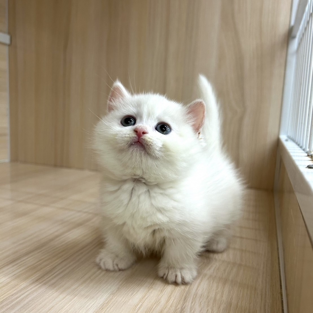 曼赤肯弟弟｜台中曼赤肯貓