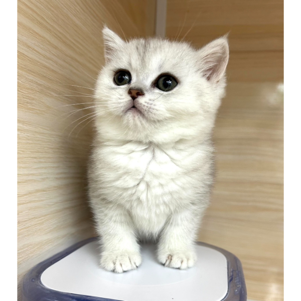 英短妹妹｜台中英短貓