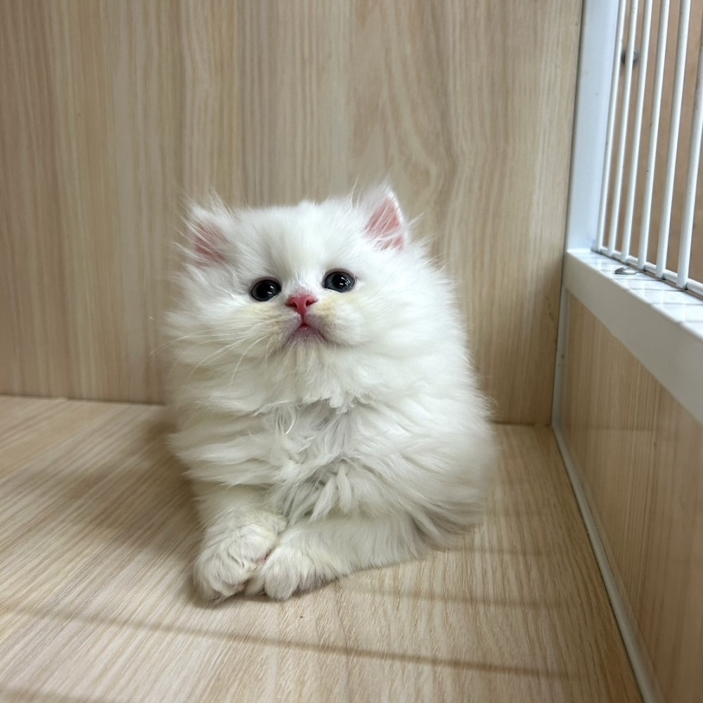 英長弟弟｜台中英長貓