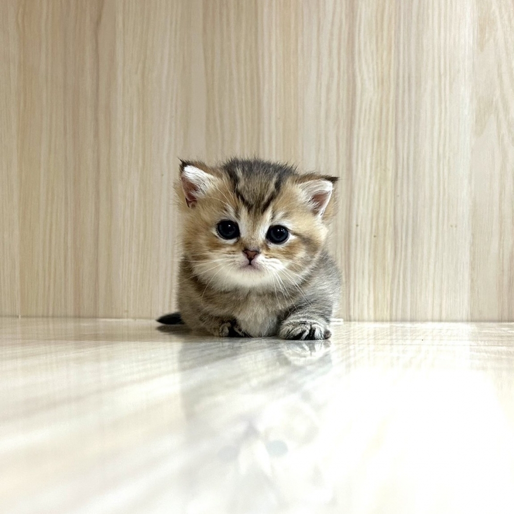 黑金漸層妹妹｜台中英短貓舍