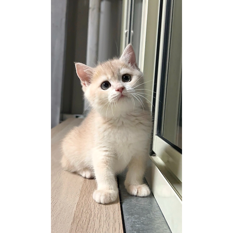 藍金英短妹妹0825出生｜台中英短貓舍