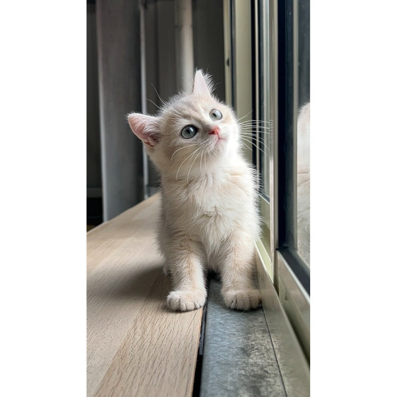 藍金英短弟弟0825