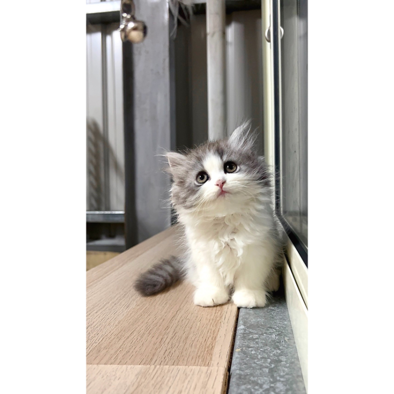 賓士英長弟弟0916出生