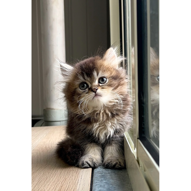 黑金英長弟弟0916出生