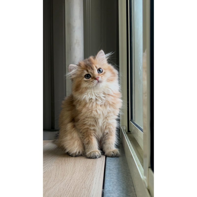 金漸層妹妹0825出生