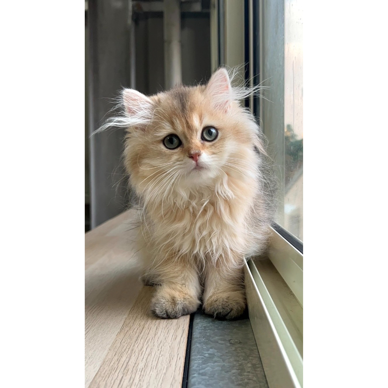 金漸層弟弟0822出生