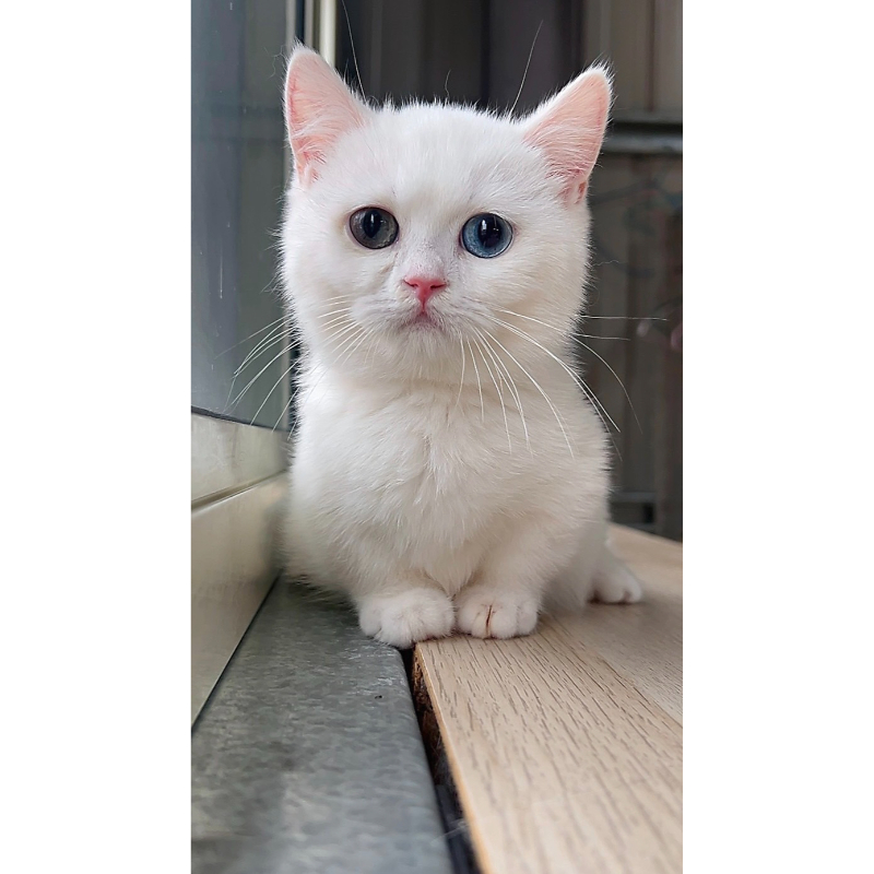 白曼異瞳弟弟0828出生｜台中英短貓舍