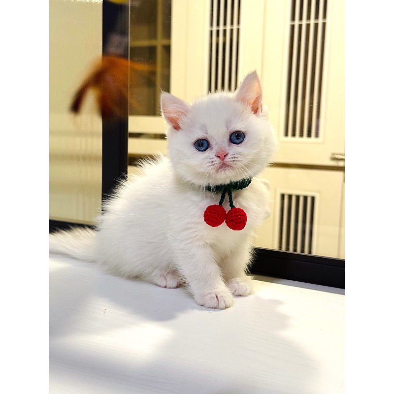 奶油端子弟弟英短0809出生｜台中英短貓舍