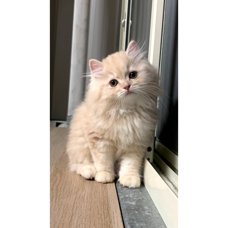 奶油英長弟弟0827出生｜台中英長貓