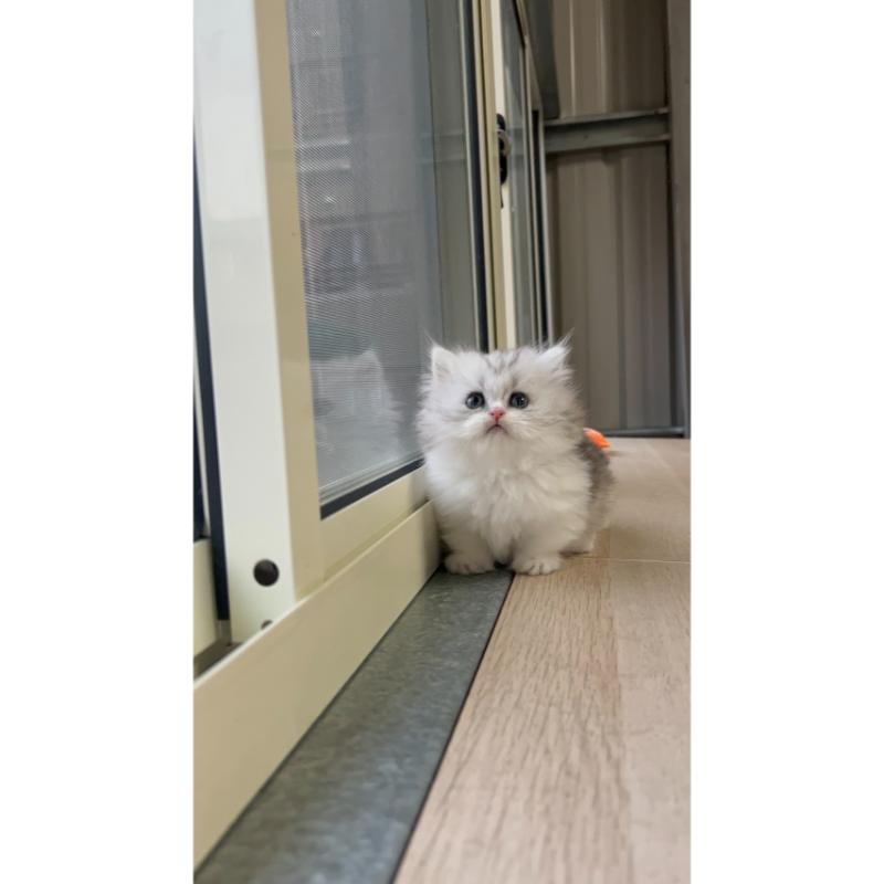 灰白小步妹妹 114/1/31 出生