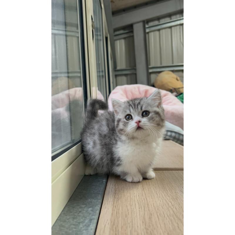 曼赤肯妹妹114/1/31出生 (已售出)