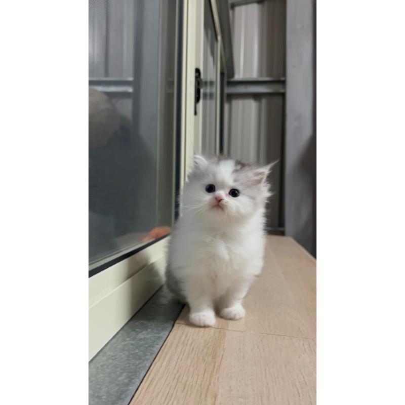 灰白英長弟弟 114/1/31 出生