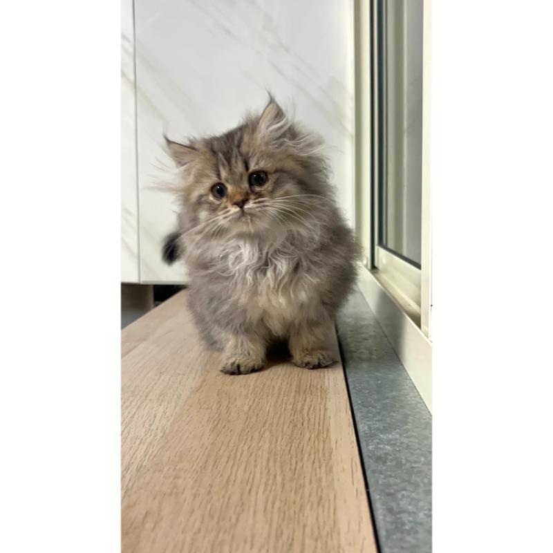 虎斑英長妹妹 114/1/15 出生